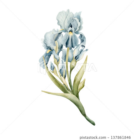 Blue Iris Bouquet Spring Bulb Flowers. Watercolor hand drawn floral illustration isolated on white background for Easter Woman's day design textile fresh print card cosmetic package porcelain crockery Blue Iris Bouquet Spring Bulb Flowers. Watercolor hand drawn floral illustration isolated on white background for Easter Woman's day design textile fresh print card cosmetic package porcelain crockery 137861846