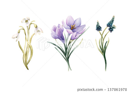 Snowdrop Crocus Muscari Bouquets Set Spring Bulb Flowers. Watercolor hand drawn floral illustration isolated on white background Easter Woman's day design textile print card cosmetic package crockery Snowdrop Crocus Muscari Bouquets Set Spring Bulb Flowers. Watercolor hand drawn floral illustration isolated on white background Easter Woman's day design textile print card cosmetic package crockery 137861978