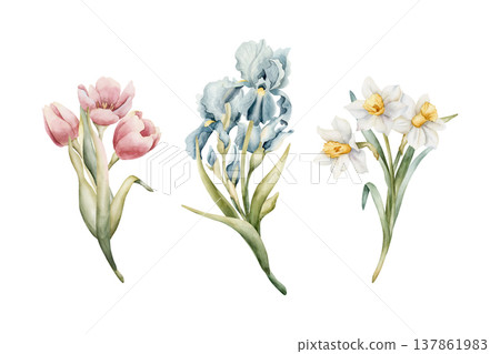 Tulip Iris Daffodil Bouquets Set Spring Bulb Flowers. Watercolor hand drawn floral illustration isolated on white background Easter Woman's day design home textile fresh card cosmetic package crockery 137861983