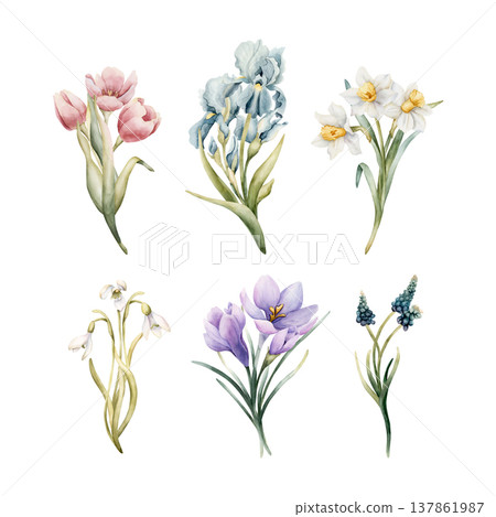 Tulip Iris Daffodil Snowdrop Crocus Muscari Bouquets Set Spring Bulb Flowers. Watercolor hand drawn floral illustration isolated on white background Easter Woman's day design home textile fresh card Tulip Iris Daffodil Snowdrop Crocus Muscari Bouquets Set Spring Bulb Flowers. Watercolor hand drawn floral illustration isolated on white background Easter Woman's day design home textile fresh card 137861987