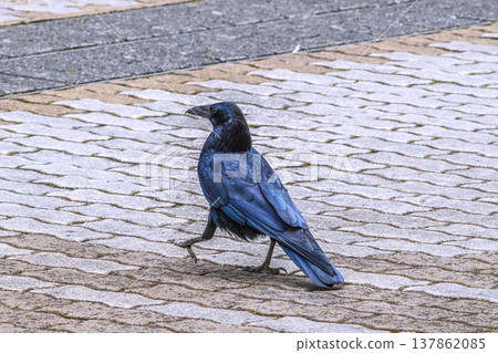 Urban landscape of Yokohama, Japan: Crows in the city... searching for food on the sidewalk... hiding in gaps... on sidewalks frequented by children and shoppers... on alert. 137862085