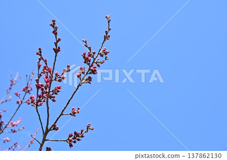 Sakura started to bloom 137862130