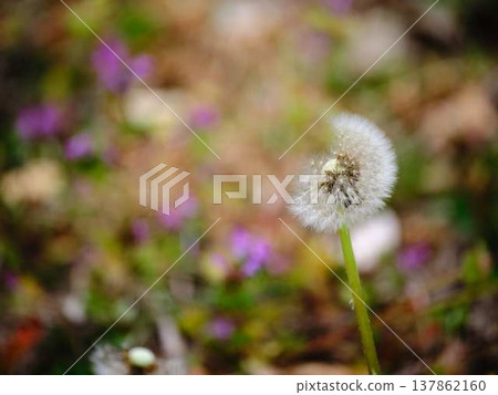 蒲公英 蒲公英 137862160