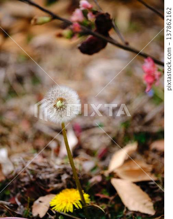 Dandelion 137862162