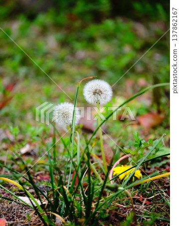 Dandelion 137862167