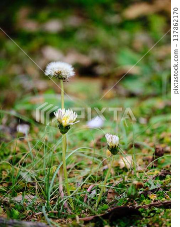 Dandelion 137862170