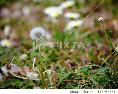 Dandelion 137862174