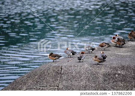 岡山後樂園的鴨子 137862200