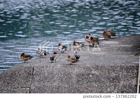 岡山後樂園的鴨子 137862202