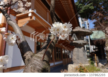 福岡市博多區櫛田神社的河津櫻花 福岡市博多區櫛田神社的河津櫻花 137862203