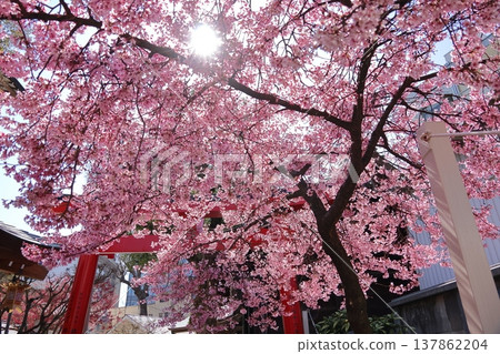 Kawazu cherry blossoms at Kushida Shrine in Hakata Ward, Fukuoka City Kawazu cherry blossoms at Kushida Shrine in Hakata Ward, Fukuoka City 137862204