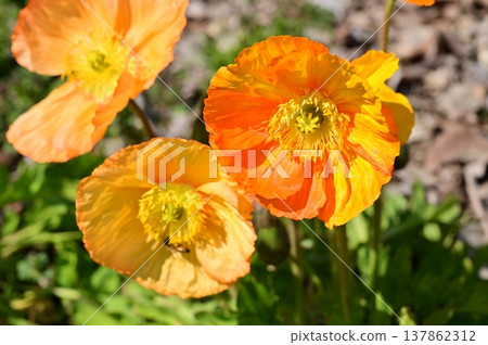 Icelandic poppy (Papaveraceae family) - Annual plant Icelandic poppy (Papaveraceae family) - Annual plant 137862312