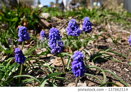 Muscari (Scilloidae subfamily), also known as grape hyacinth. Muscari (Scilloidae subfamily), also known as grape hyacinth. 137862514