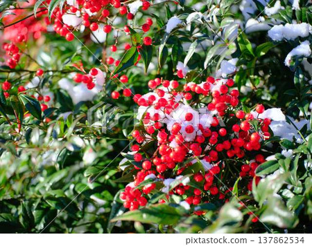 Snow-covered fields and orchards 137862534