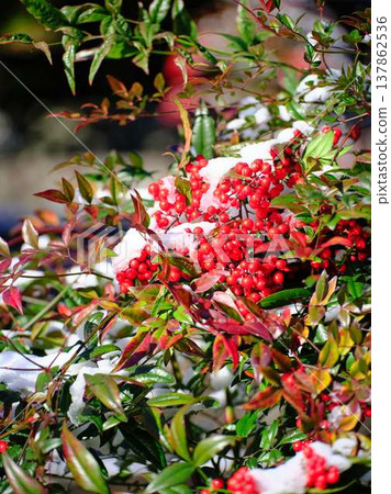 白雪覆蓋的田野和果園 137862536