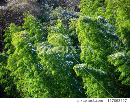 Snow-covered fields and orchards Snow-covered fields and orchards 137862537