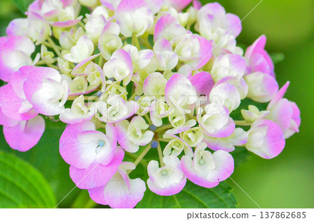 Hydrangea 137862685