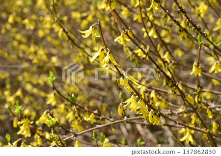 Forsythia (Oleaceae family) - Deciduous shrub/broad-leaved tree 137862830