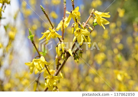 連翹（木犀科）－落葉灌木/闊葉喬木 137862850