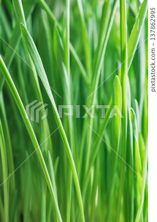 Lush green grass blades forming vibrant natural background texture 137862995