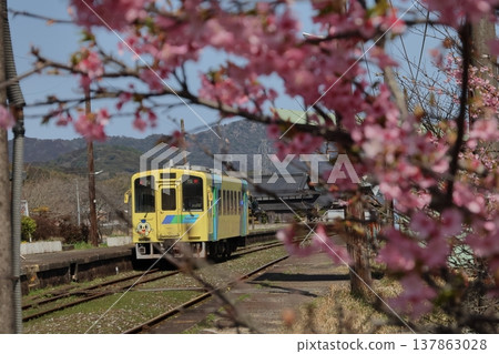 平成築峰鐵道柴油動車組與河津櫻花 平成築峰鐵道柴油動車組與河津櫻花 137863028