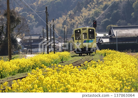 平成築豐鐵道柴油車和油菜花 平成築豐鐵道柴油車和油菜花 137863064