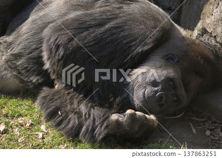 A gorilla that feels spring when it sees the grass growing. A gorilla that feels spring when it sees the grass growing. 137863251