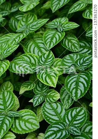 鳳仙花(鳳仙花科)多年生草本植物 鳳仙花(鳳仙花科)多年生草本植物 137863270