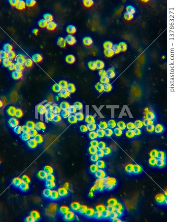 雪松花粉的放大照片 137863271