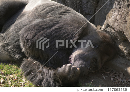 A sleepy gorilla in the spring sunlight 137863286
