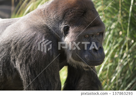 A gorilla stops walking and its eyes light up. A gorilla stops walking and its eyes light up. 137863293