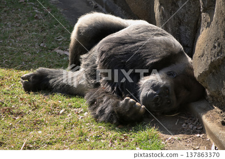 The gorilla lay down and thought, "The sun is warmer than the shade." 137863370