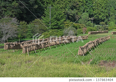 Autumn scenery of Ishidatami, Uchiko Town, Ehime Prefecture: The traditional "hazekake" method of drying rice in the sun to concentrate its flavor. 137863404