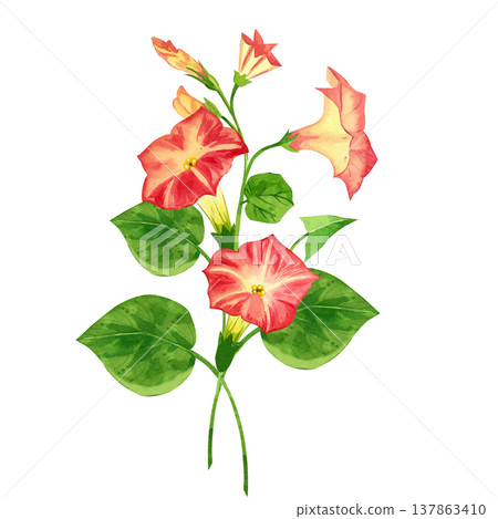 A hand-painted watercolor bouquet of pink morning glory flowers, with blooming morning glories and green leaves. A botanical floral arrangement for greeting cards and summer-themed decorative projects 137863410