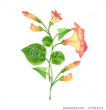 Pink morning glory flowers with leaves and vines. Hand-painted in watercolor on a white background. A spring morning glory bouquet for wedding invitations, cards, and fabric printing. 137863415