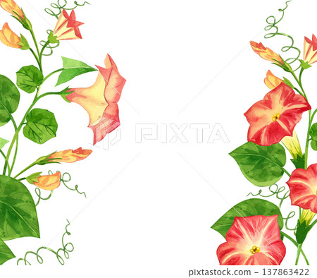 A frame featuring a pink morning glory flower, leaves, and buds, all hand-painted in watercolor. A border of blooming morning glory makes for a wedding invitation or romantic greeting card. A frame featuring a pink morning glory flower, leaves, and buds, all hand-painted in watercolor. A border of blooming morning glory makes for a wedding invitation or romantic greeting card. 137863422