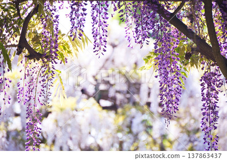 紫藤花架上掛著紫藤花 紫藤花架上掛著紫藤花 137863437