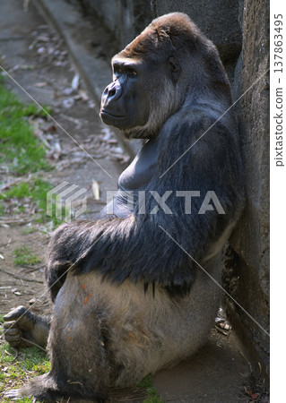 一隻喜歡靠在牆上觀察人類的大猩猩。 137863495