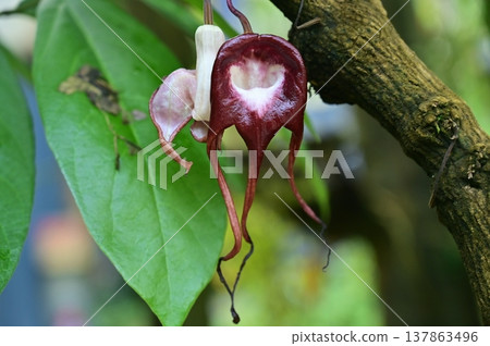 Aristolochia tricaudata (Aristolochiaceae family) evergreen shrub 137863496