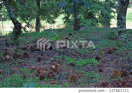 愛媛郡內子町石田谷地區的秋季饋贈：栗子林中栗子殼鋪滿地面，營造出寧靜的山村景色。 137863721