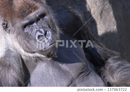 曬日光浴很舒服，但即使眼睛深陷，陽光依然刺眼，大猩猩心想。 137863722