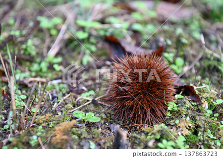 A close-up view of brown chestnut burrs that have fallen to the ground, a taste of autumn harvest season in the Ishidatami district of Uchiko Town, Ehime Prefecture. 137863723