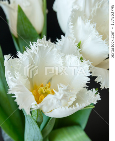 The beauty of tulips The beauty of tulips 137863748