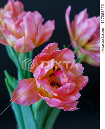 The beauty of tulips The beauty of tulips 137863756