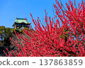 Osaka Castle Plum Grove: Kagoshima Beni plums in full bloom, with the castle tower in the background. March 6, 2023. 137863859