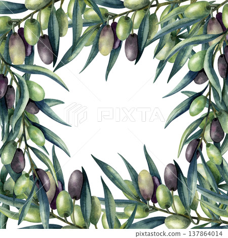 Olive branch square frame, template with copy space. Green and dark olive fruits, lush foliage. Isolated illustration on transparent background. Hand painted banner for packaging, branding, logo Olive branch square frame, template with copy space. Green and dark olive fruits, lush foliage. Isolated illustration on transparent background. Hand painted banner for packaging, branding, logo 137864014