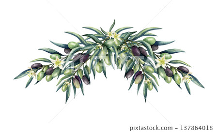 Watercolor olive branch composition, arrangement with lush leaves, white flowers, blossom. Botanical elegant green and dark olive fruits. Floral isolated illustration for oil and cosmetics packaging Watercolor olive branch composition, arrangement with lush leaves, white flowers, blossom. Botanical elegant green and dark olive fruits. Floral isolated illustration for oil and cosmetics packaging 137864018