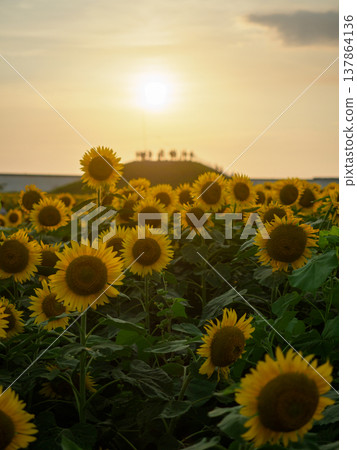 A field of sunflowers in full bloom and the evening scenery at Yanagawa Sunflower Garden in Yanagawa City, Fukuoka Prefecture. 137864136