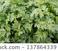 艾草成簇生長 137864339