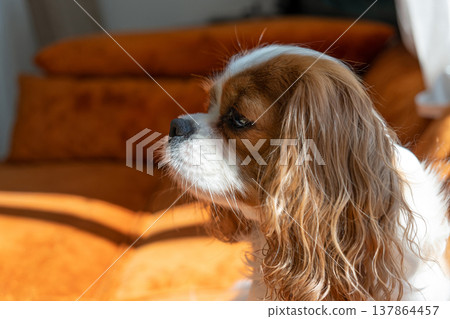 Cavalier King Charles Spaniel Blenheim. Close-up portrait of a cute puppy. Face og the dog on grey background. Cavalier King Charles Spaniel Blenheim. Close-up portrait of a cute puppy. Face og the dog on grey background. 137864457